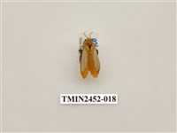 藏品(藍緣苔蛾)的圖片